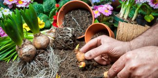 bollen en knollen potten