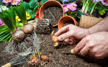 Bollen en knollen potten bollen en knollen potten