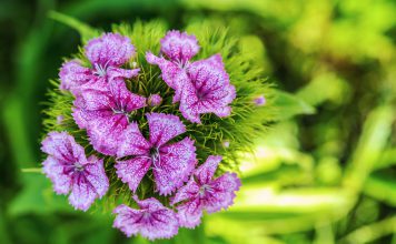 Duizendschoon duizendschoon