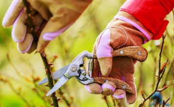 Rozen snoeien, uitleg en tips rozen snoeien