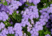 Ageratum Ageratum