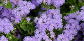 Ageratum