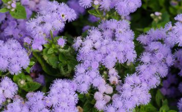 Ageratum Ageratum