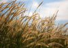 Pennisetum Pennisetum