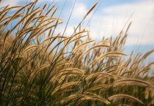 Pennisetum Pennisetum