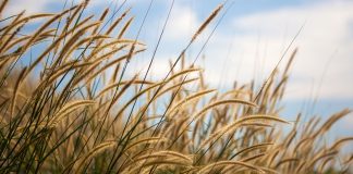 Pennisetum Pennisetum