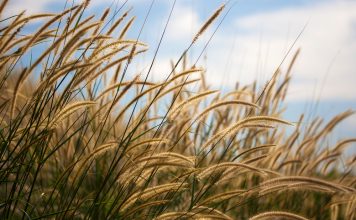 Pennisetum Pennisetum