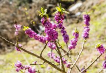 Daphne Daphne mezereum