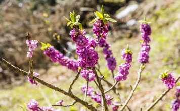 Daphne Daphne mezereum