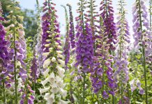 Vingerhoedskruid Vingerhoedskruid