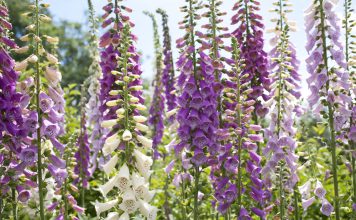 Vingerhoedskruid Vingerhoedskruid