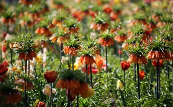 Fritillaria Fritillaria imperialis