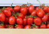Pruimtomaat pruimtomaten