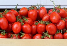 Pruimtomaat pruimtomaten