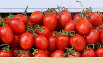 Pruimtomaat pruimtomaten