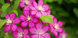 Grootbloemige clematis