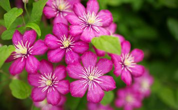 Grootbloemige clematis Grootbloemige clematis