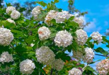 Gelderse roos gelderse roos