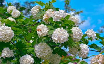 Gelderse roos gelderse roos