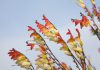Ipomoea lobata Ipomoea lobata