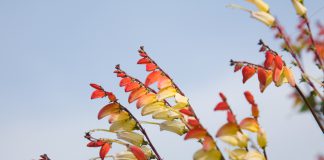 Ipomoea lobata Ipomoea lobata