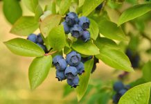 Blauwe bes bosbessen