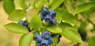 Blauwe bes bosbessen