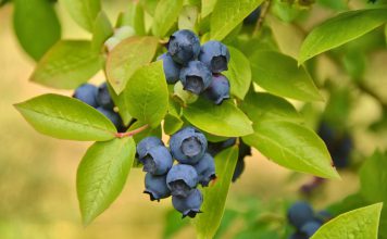 Blauwe bes bosbessen