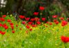 Anemoon anemonen veld