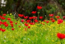 Anemoon anemonen veld