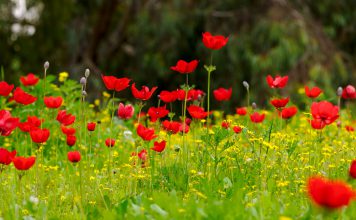 Anemoon anemonen veld