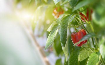 Paprika rode paprika plant