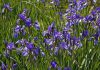 Siberische lis Iris sibirica
