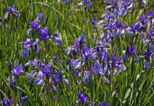 Siberische lis Iris sibirica
