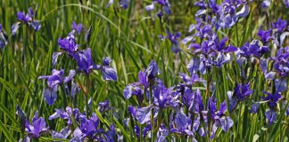 Iris sibirica