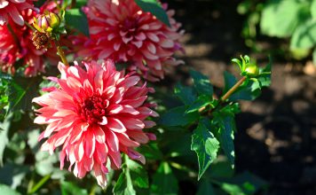 Enkelvoudige dahlia Enkelvoudige dahlia