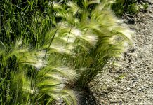 Hordeum jubatum (kwispelgerst)