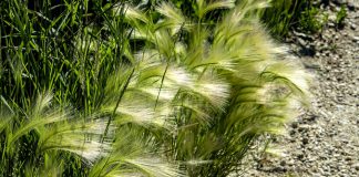 Hordeum jubatum (kwispelgerst)