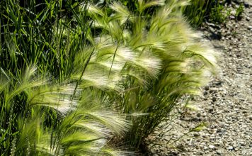 Kwispelgerst Hordeum jubatum (kwispelgerst)