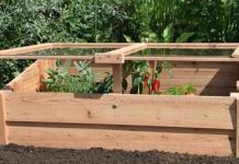 Vroege oogst door kweekbak