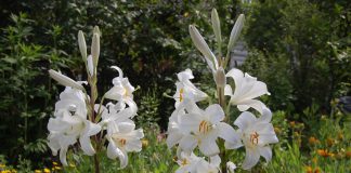 Koningslelie Lilium regale