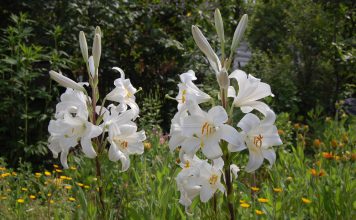Koningslelie Lilium regale