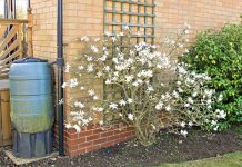 Magnolia stellata