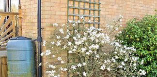 Magnolia stellata