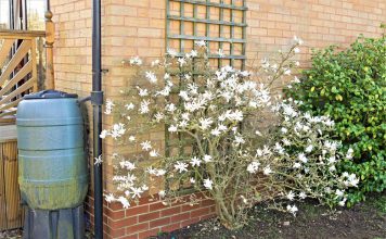 Stermagnolia Magnolia stellata