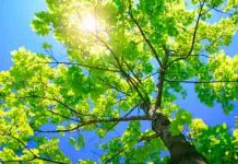 (Oude) bomen verzorgen