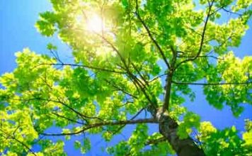 (Oude) bomen verzorgen