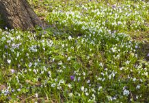 Puschkinia Puschkinia scilloides