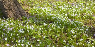 Puschkinia scilloides