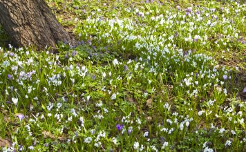 Puschkinia Puschkinia scilloides